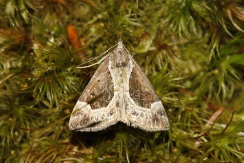 Hypena crassalis